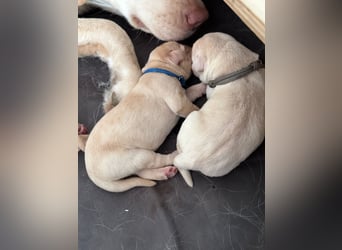 Labrador-Welpen in champagner mit Ahnentafel