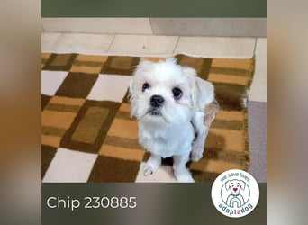 Chip 230885: Sucht ein Zuhause