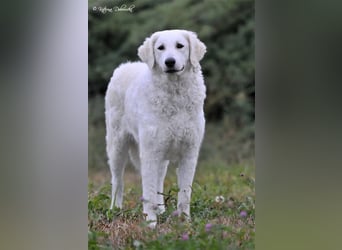 Kuvasz Welpen - Zucht - vom Crystal Diamonds - Mitglied im VDH/ FCI.