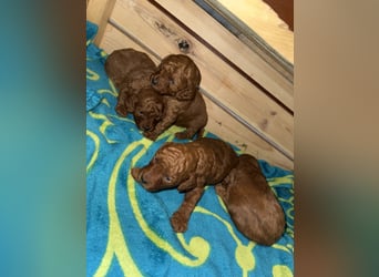 Kleine Toy Pudel rot braun (asiatische Linie)