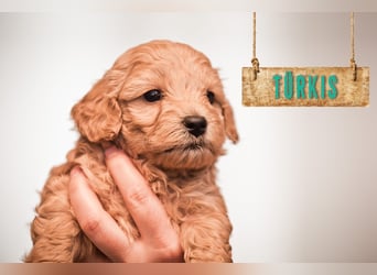 5 Wunderschöne Maltipoo-Welpen suchen ein neues, liebevolles Zuhause!