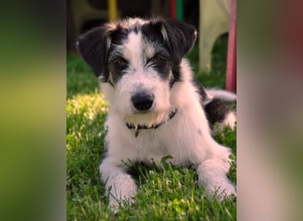 Lucy, unser Sonnenschein sucht ihr Familie, PS in 33034 Brakel