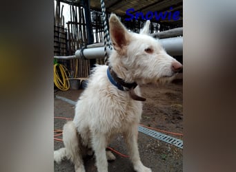 Snowie 08/2023 (ESP Pflegestelle) - aufgeschlossener und neugieriger Podenco Campanero!