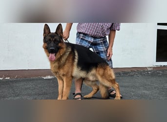Deckrüde Reinrassiger Deutscher Schäferhund mit Papiere