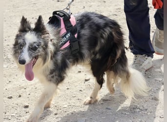 Daisy, freundlich, offen und ausmerksam