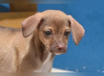 Galão, ein zarter Hundejunge, der Schutz und Geborgenheit sucht