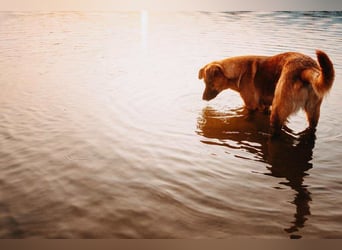 großer lieber Mischlings-Rüde Koda sucht seine Menschen