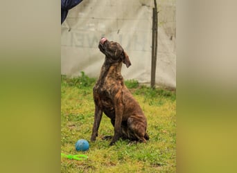 Brenda LM – freundliche Doggen-Boxer-Mix-Hündin sucht liebevolles Zuhause