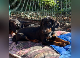SSB Welpen,  Bracken Welpen