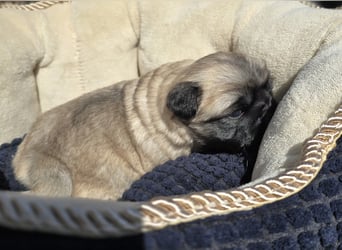Mops Welpen  ( Altdeutsche )