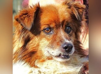 Peki, Mischling