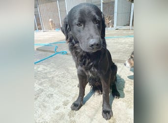 (R) superlieber Familienhund MARVIN - 3 Jahre, 50cm - Flat Coated Retriever
