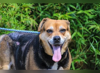 Malika, Schäferhund-Mix, lieb und sozial