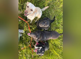 Maffy - Labrador-Mix-Hündin mit Herz sucht ihr Für-immer-Zuhause