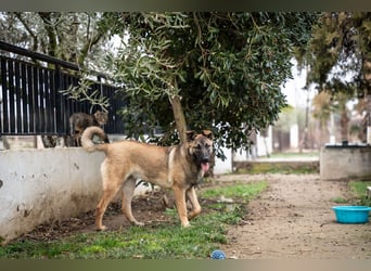 Nala - sportlich und freundlich