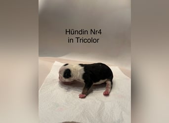 Hündin Nr 4