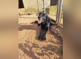 unproblematischer, feiner Hundkerle