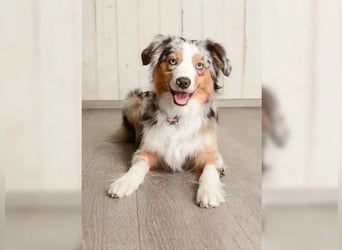 Aussiedoodle Welpen mini / medium F1