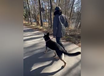 Lieber Schäferhund Rüde
