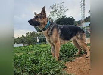 Lady Rose (Spanien) - liebenswürdige Schäferhund-Mix-Hündin