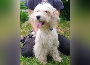 Athena 2, Tibet Terrier Mischling