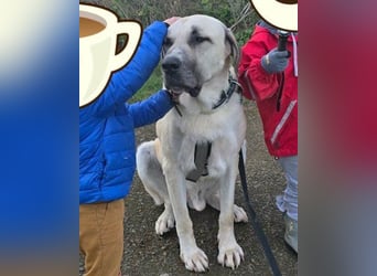 Riesen"Baby"Kangal♥Ares♥ 99718 Greussen