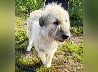 Monty – sanftmütiger, weiser, großer Bub sucht seine Menschen