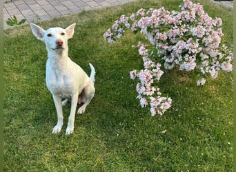 Liva, eine zauberhafte Hündin