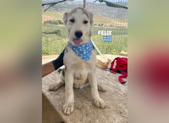 Felix,geb.02/25,hübscher Hundebub sucht seine Familie