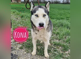 Kona ein trauriger Engel