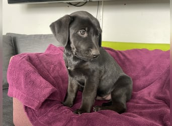 Süße aufgeweckte Mischlingswelpen Labrador-Retriever von Schulhunden