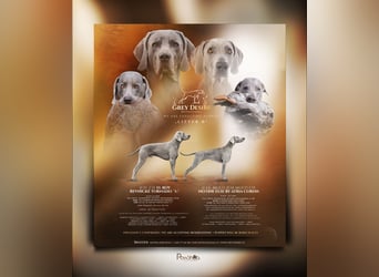 Weimaraner-Welpen