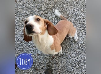 Toby ein sanfter freundlicher Engel