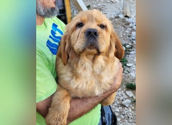 LEO❤️ junger, verschmuster Chow-Chow-Retriever-Mischlingsbub