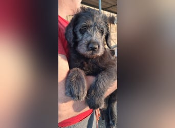 Labradoodle Welpen