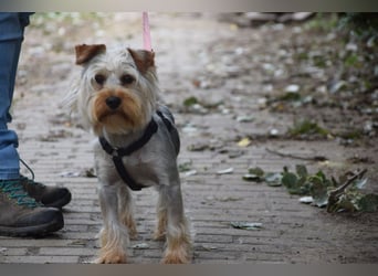 Bubi - freundlicher, aufgeschlossener, kleiner Rüde