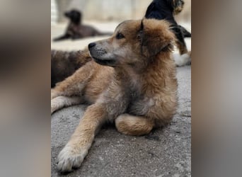 Fiete ❤️ verschmuster, offener Hundejunge