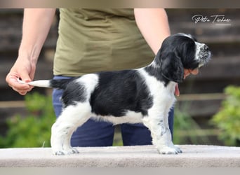 SPRINGER SPANIEL WELPEN