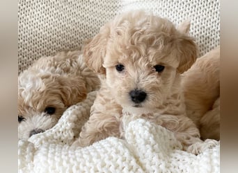 Traumhafte Maltipoo Welpen F1 Malteser Pudel