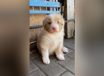 Knuddelige Australian Shepherd Welpen suchen Stellung für's Leben