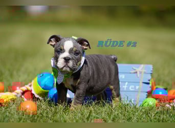 Reinrassige Freiatmende Englische Bulldogge Welpen auf Familiensuche