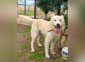 Falcon - junger beeindruckender feiner Hundemann
