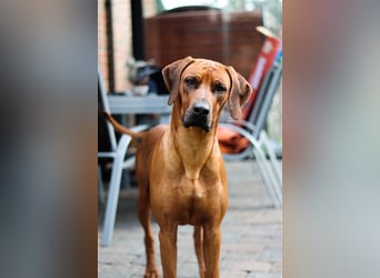 Rhodesian Ridgeback Welpe, Hündin- Livernose