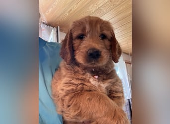 Goldendoodle mini Medium Doodle Abgabe an Pfingsten
