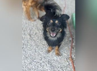 Isabel, sucht ein liebevolles Zuhause