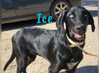 Ice 03/2024 (ESP) - verschmuster, ausgeglichener und sozialer Junghund!