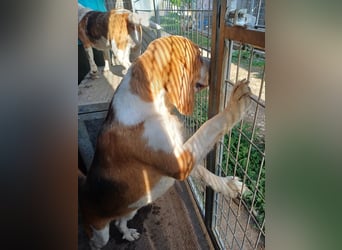 Nanook, freundlicher und aktiver Beagle, geb. 03/2022
