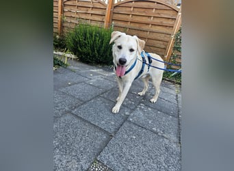 Victory: toller Familienhund