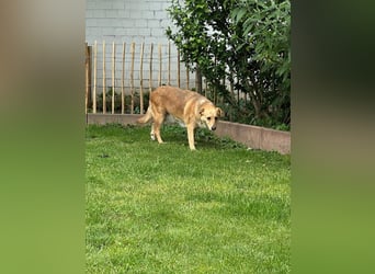 ♥LINETT♥ neu auf Pflegestelle in Köln - süße, ruhige, unkomplizierte Hündin 51 cm