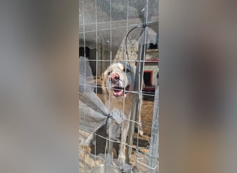 HSH-Hündin sucht Zuhause